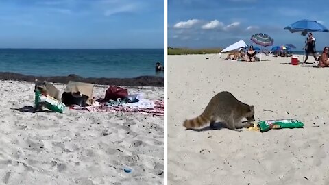 Sticky-fingered raccoon steals snacks on the beach