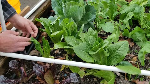 1st Harvest Of 2022 - Romaine Lettuce Harvest 1-2-2022 - How I Harvest Romaine Lettuce