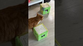 Not impressed with the new cat toy 😼 | Fox the tiger (Cat)