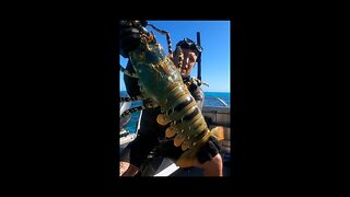 GIANT LOBSTER caught by hand #shorts