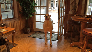 Deaf Great Dane complains about wet floor