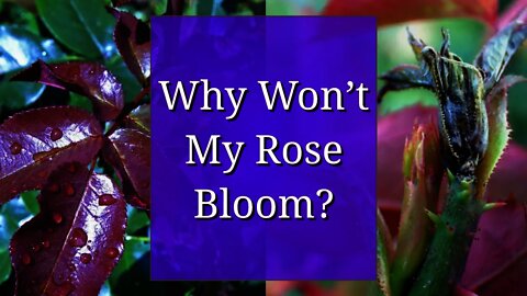 Why Won't my Rose Bloom?