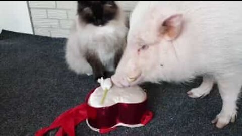 Cute pig tries to win its lover's heart