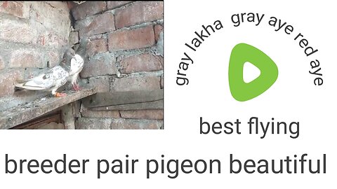 Gray lakha Gray aye breeder pair pigeon beautiful