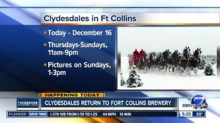 Clydesdales return to Ft Collins