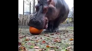 A large and heavy hippopotamus from Africa has one of the most powerful bites on the planet.