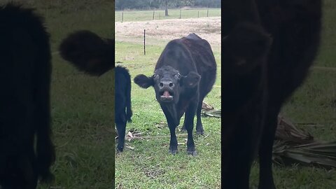 Complaining Momma Cow! #cow #cows #calves #cattlefarm #cattleranch #shorts
