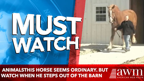 AnimalsThis Horse Seems Ordinary. But Wait Until He Steps Out Of The Barn