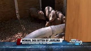 Javelina bites, hospitalizes Oro Valley woman