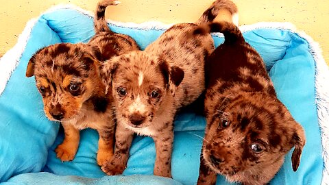 Most Cutest Shitzu Puppies
