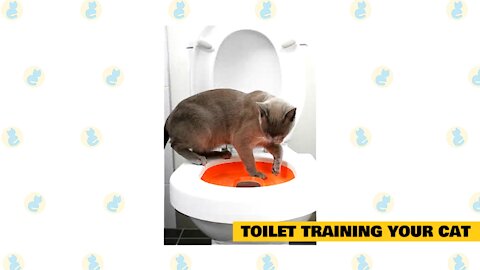 How to train your cat with basic tips