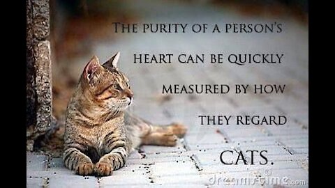 The purity of cats