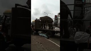 Elephant on a truck 😂🤣🥰