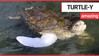 Amazing moment an amputee sea turtle swam for the first time