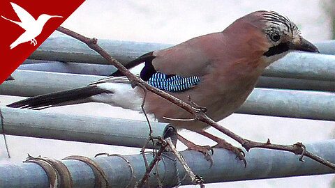 Eurasian Jay - Garrulus glandarius - Gaita