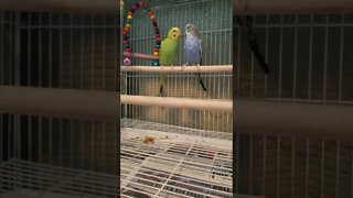 These Budgies Belong Together! 💖 #shorts #youtubeshorts #budgies #parakeets #parrots #birds