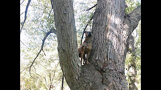 Pitbull/boxer climbs tree!!