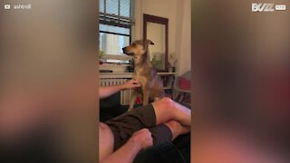 Cadela aprende a pedir carinhos ao seu dono 2