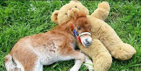 Adorable Baby Horses | humor