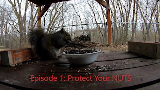 Squirrels Protect Their Nuts | Episode 1