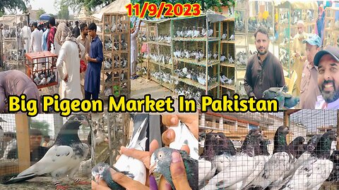 High Flyer Pigeons Market | Latest Update Pigeons Price 12/9/2023 | Pigeon Club Rawat !