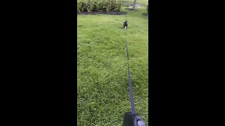 Puppy Zooms In Paradise!