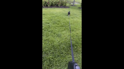 Puppy Zooms In Paradise!