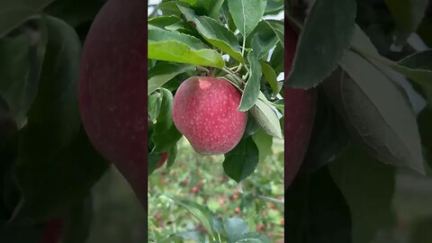 A walk at apple farm