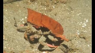 Krabbe bruger blad som gemmested