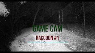 Game Cam - Raccoons #1