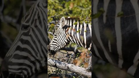 Zebra along the Limpopo River in a private nature reserve