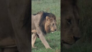 Wildlife Sightings Today 24/01/23 (Lions, etc) | Lalashe Maasai Mara | #shorts | #ShortsAfrica