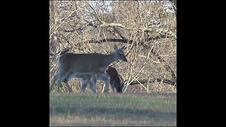 Doe with Fawn