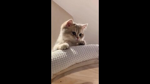 Funny Cat Videos😂😂 Can’t stop laughing 😂😂