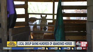 Prize-winning abandoned Florida horses sent to slaughter