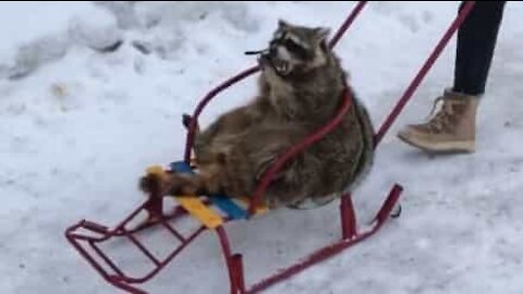 Un raton laveur aime se promener en traîneau