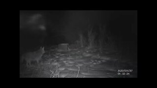 Coyote Pack Near Mogote, Colorado