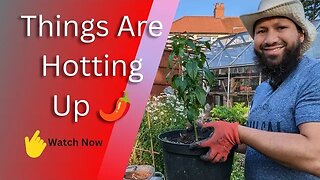 The Best Way To Plant Chilli Peppers At Home