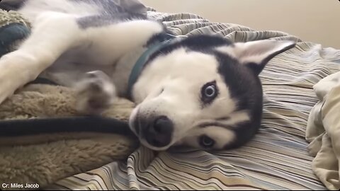 🐶Living with a Silly Dog is like 😂 Funniest Dog Video 🎥🐾