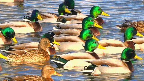 Bunch of Arctic Mallard Ducks Swimming on Sunny Winter's Day