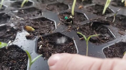 Marigold Update & Seedling Updates