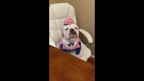 Bulldog celebrates the 4th of July in fashion