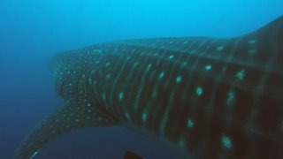 Divers swim through hammerheads to meet world's largest shark