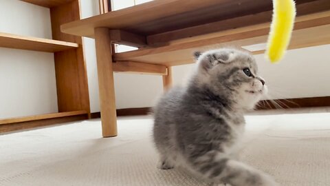 【生後５７日】子猫が家にやってきた…