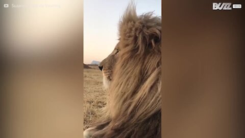 Avete mai visto un leone starnutire?