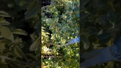 Harvesting Oregano Using My Pioneer Woman's Garden Kit