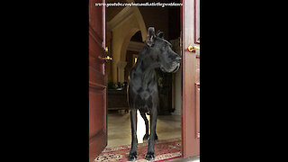 Black Great Dane's Fur Looks Like a Bat a Raccoon and an Elephant