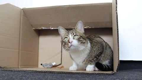 Cute Tabby Cat Sits in a Box