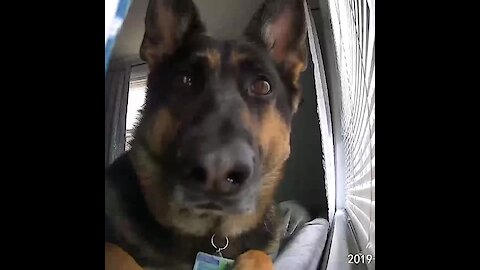 Home Security Footage Picks Up Hilarious Footage Of Guard Dog
