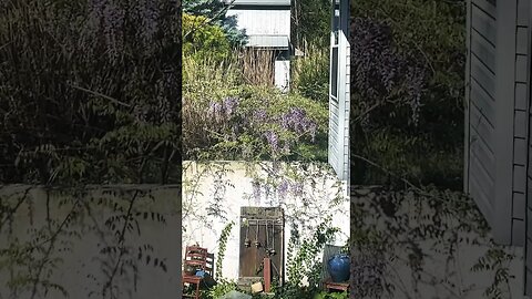 How simple to grow a wisteria